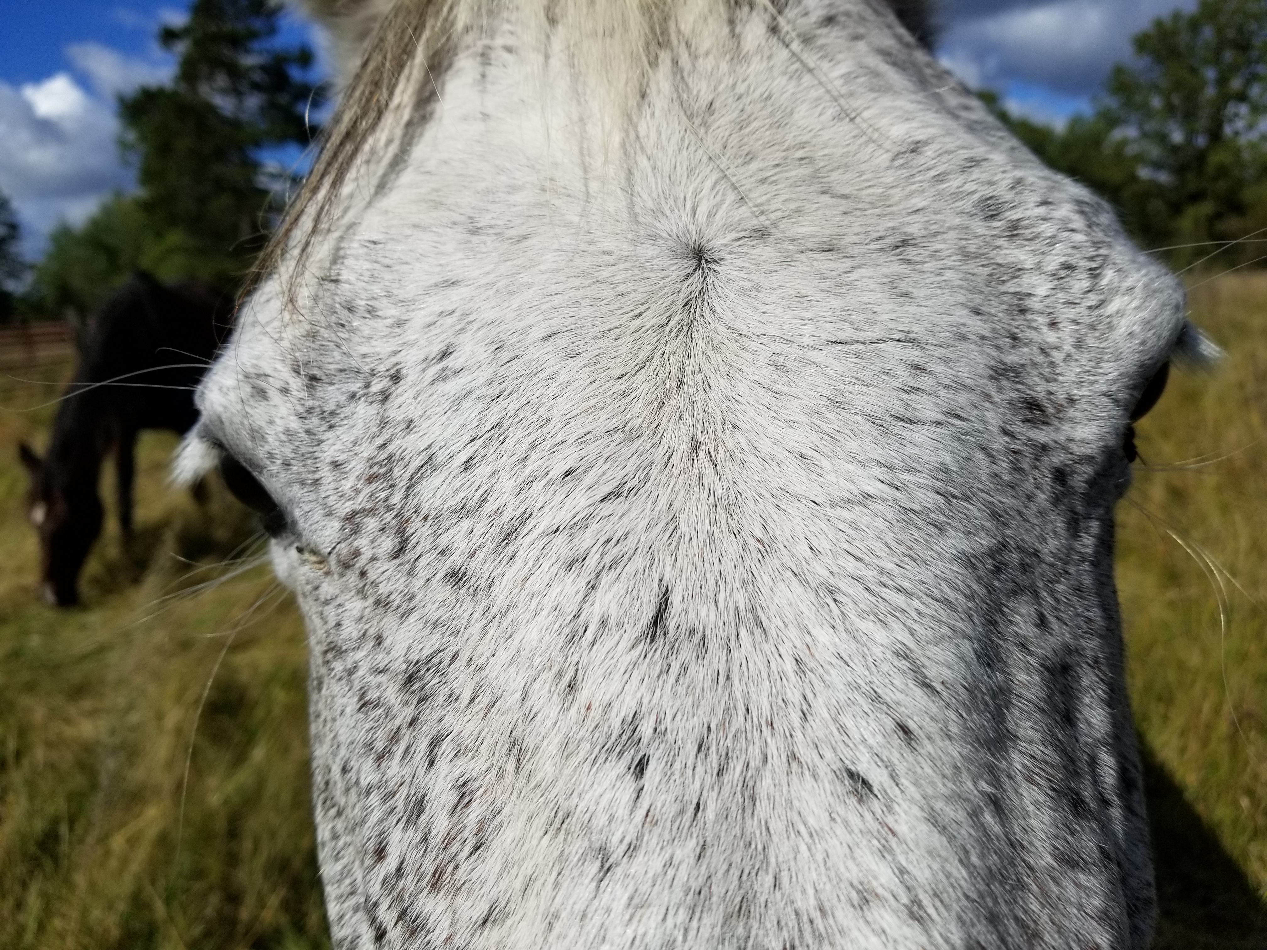 Gray horse 