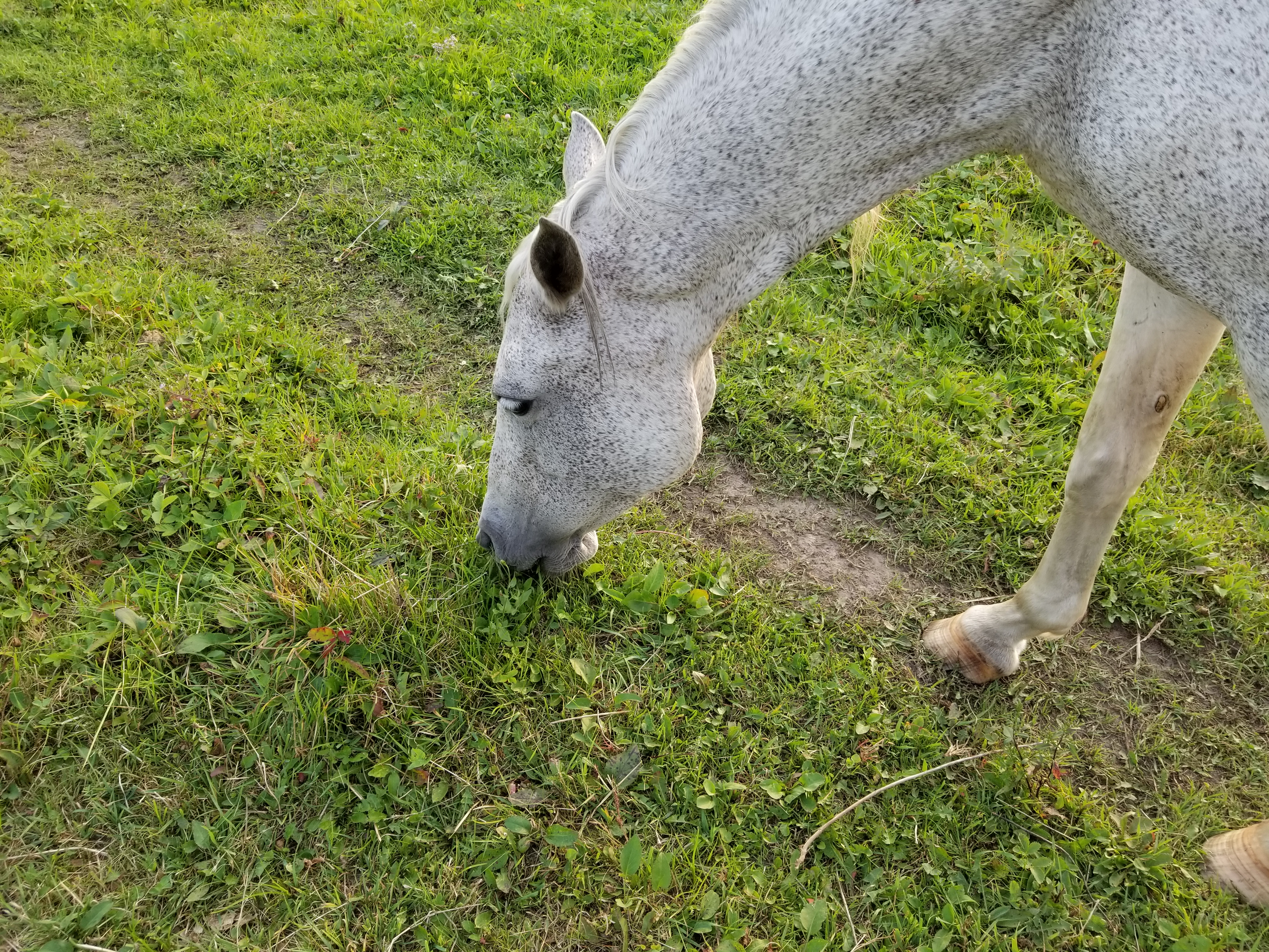 Gray horse eating grass