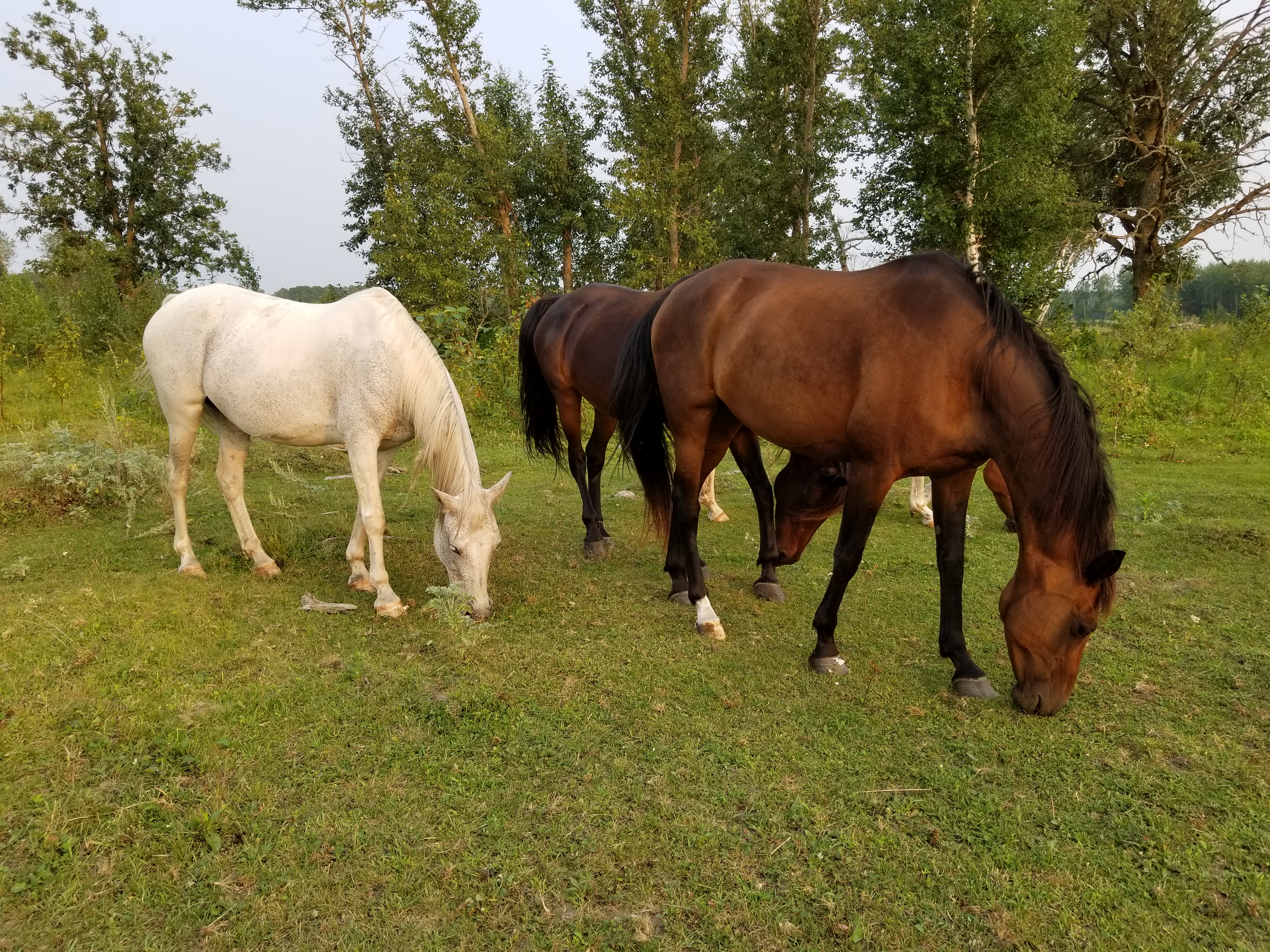 Horses in a pasture.